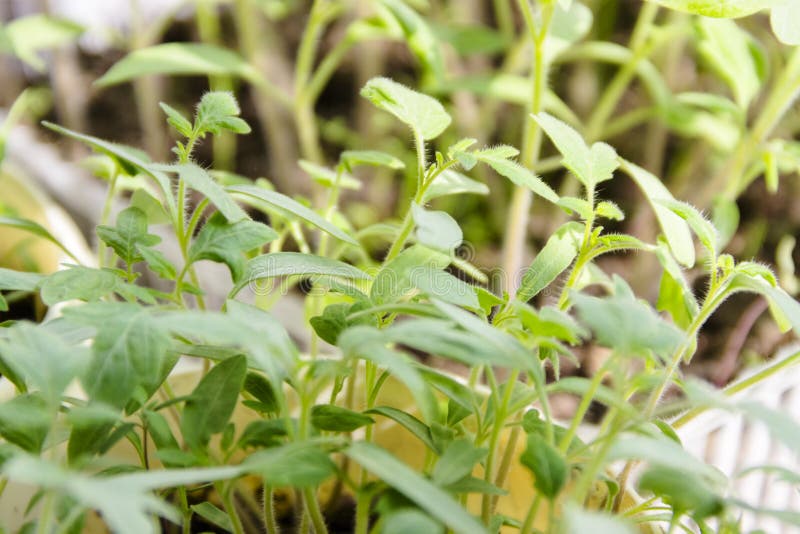 Small Green Sprouts of Tomato Seedlings Stock Image Image of focus