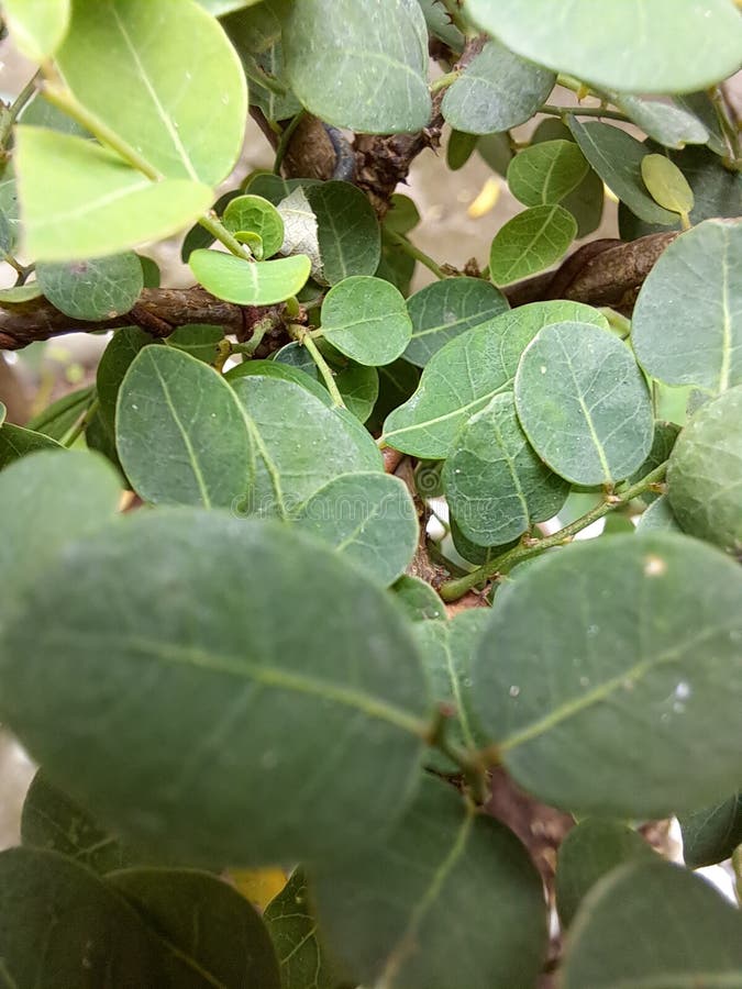 Small green tree eco earth stock image. Image of garden 267973559