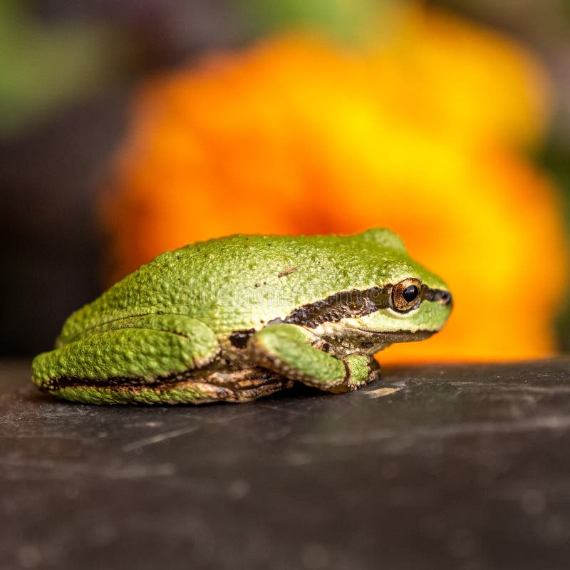 Small Green Tree Frog With Bright Background. Stock Photo - Image of