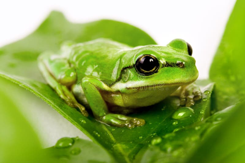 Small green tree frog on the leaves