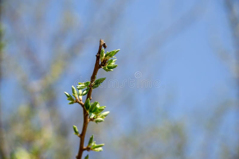 Small green young leaves on the tree during spring in nature.