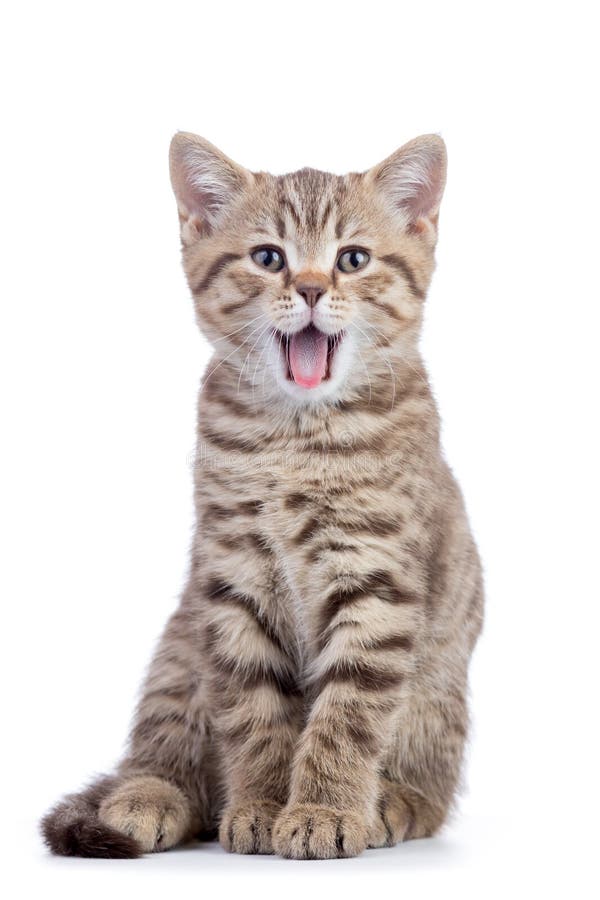 Small grey cat kitten with opened mouth isolated on white background