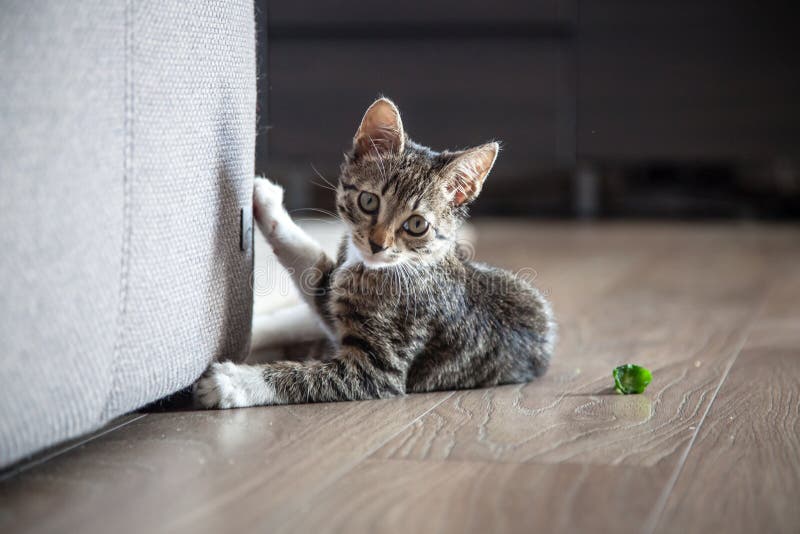 Small grey pet kitten playing indoor apartment