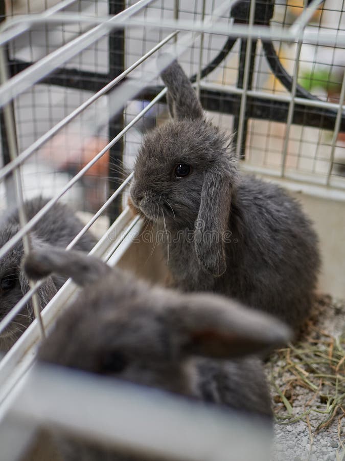 Small Grey Rabbits Sitting in the Cage. Keeping Animals at Home. Stock