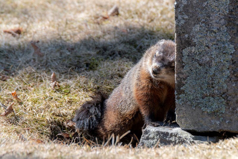 A small groundhog rubbing against a grave stone