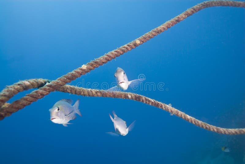 Small group of Bigeye emperor fish.