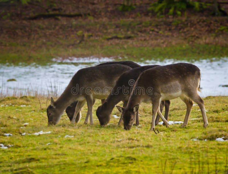 A small group of fallow deers grazing in a meadow with snow in winter stock photo A small group of fallow deers grazing in a meadow with snow in winter stock photo