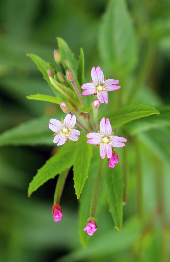 Small Hairy Willow Herb Epilobium Parviflorum in Blossom Stock Image -  Image of floral, garden: 197128129