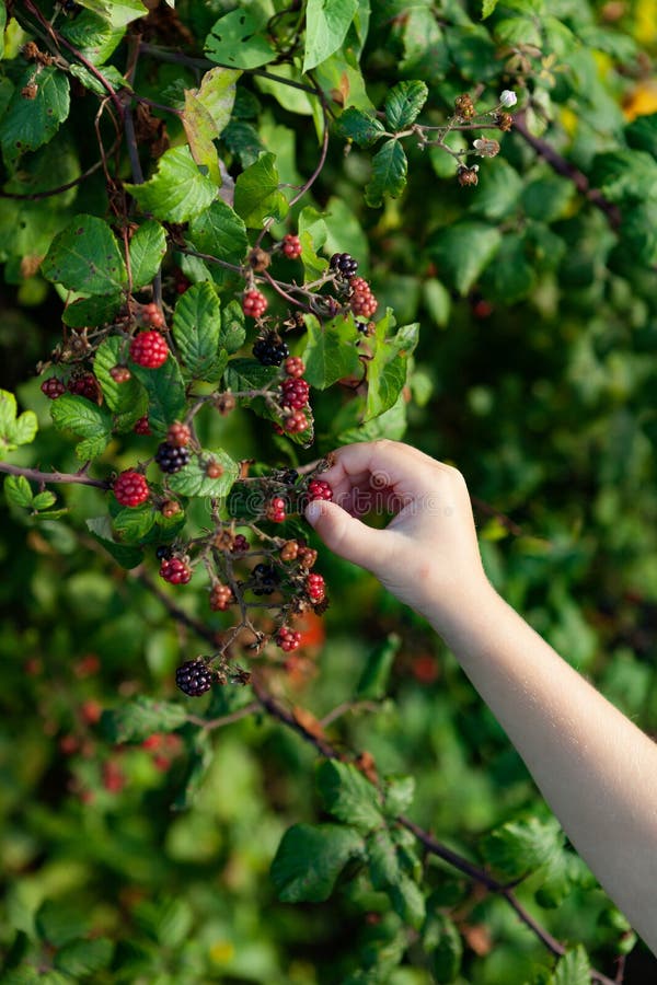 Small Hand Picking Ripe Blackberries