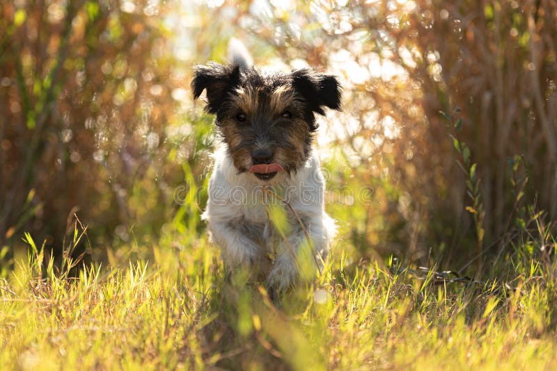 Tricolor Rough Collie, Funny Scottish Collie, Long-haired Collie, English  Collie, Lassie Dog Sitting Outdoors In Summer Day. Portrait - a Royalty  Free Stock Photo from Photocase