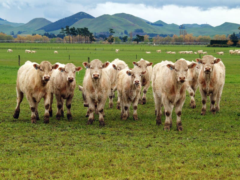 Small Herd of Charolais