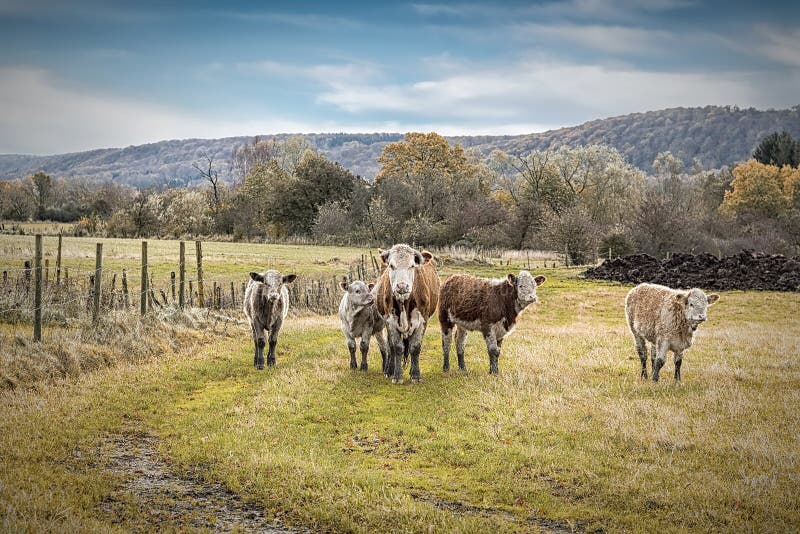 hairy cow calf hairy cow calf