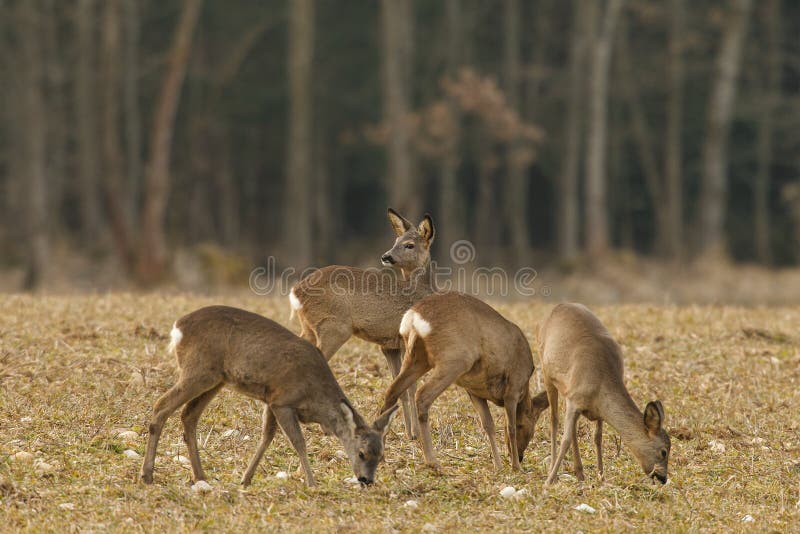 A small herd of female roe deer