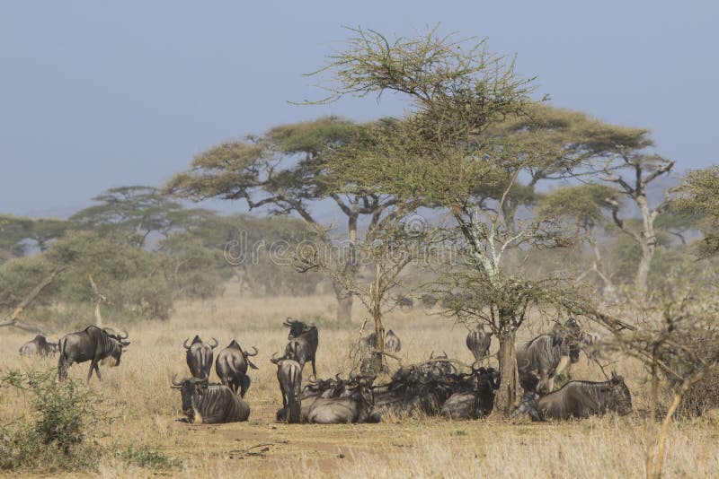 Small herd of wildebeest having a rest under an acacia tree in t royalty free stock photo
