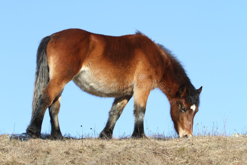 Small horse grazing