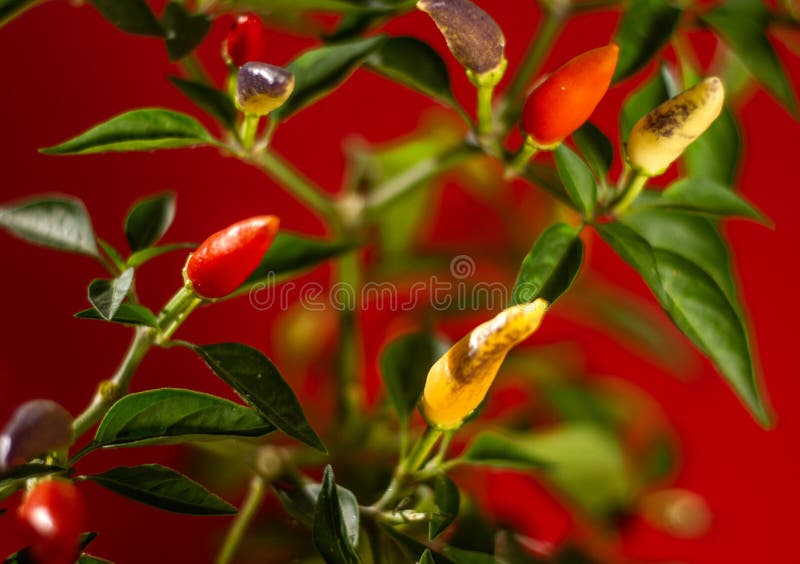 Small Red Spicy Hot Chili Peppers On Plant Leaves Stock Image Image