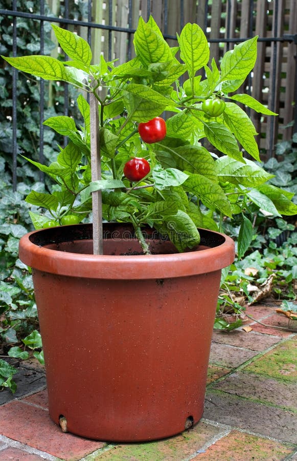 Small Hot Pepper Plant