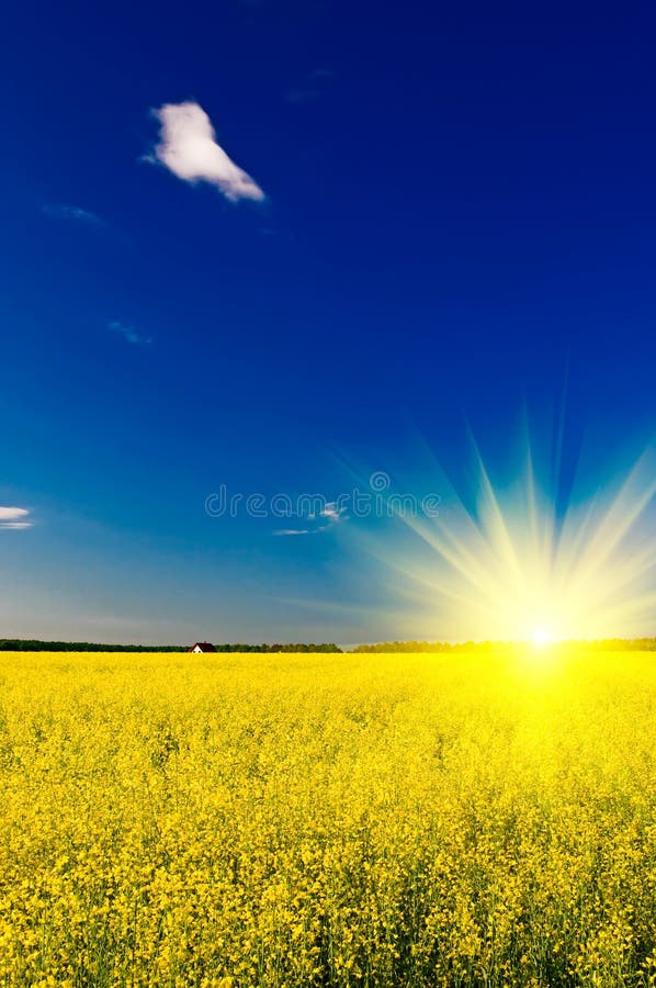 Small house among golden rapeseed field.