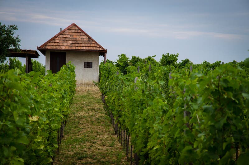 Small house in vineyard stock photo. Image of food, cluster 57112980