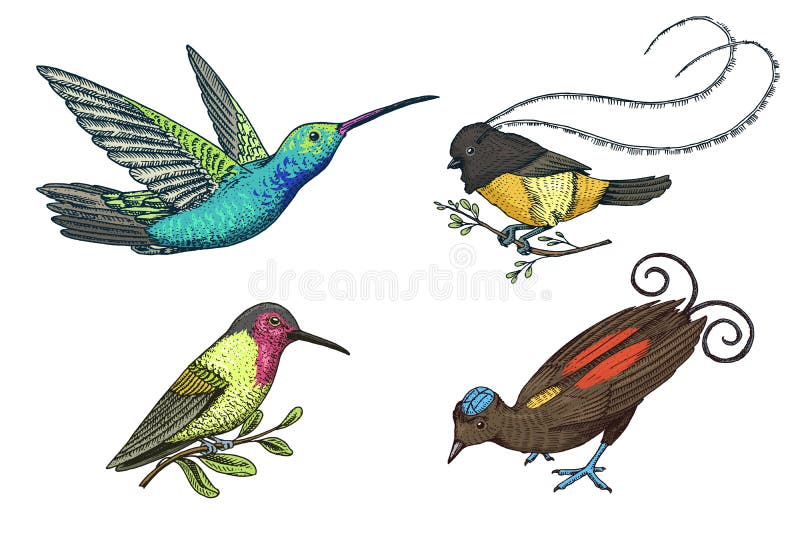 Small hummingbird. Rufous and White-necked Jacobin, bird of paradise. Exotic tropical animal icons. Golden tailed