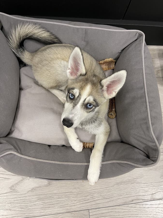 Alaskan Klee Kai Breed Dog Isolated on a Clean White Background Stock Photo  - Image of isolated, friend: 276835666