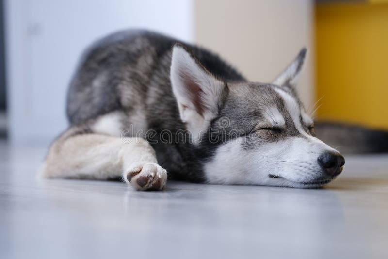 Alaskan Klee Kai Breed Dog Isolated on a Clean White Background Stock Photo  - Image of isolated, friend: 276835666