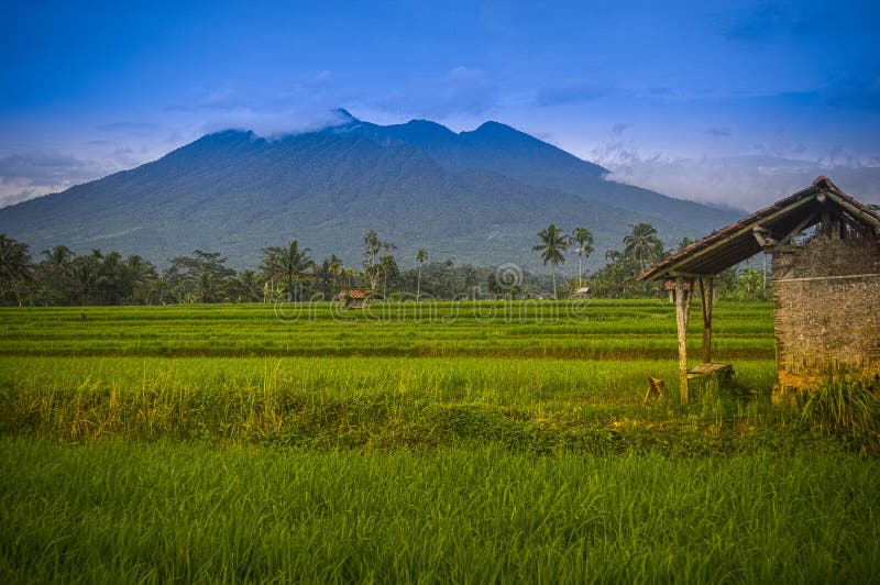 Farmer's small house in the middle of a rice field with Mount Galunggung in the background in Tasikmalaya Regency, Indonesia. Photo taken on March 1, 2022. Farmer's small house in the middle of a rice field with Mount Galunggung in the background in Tasikmalaya Regency, Indonesia. Photo taken on March 1, 2022