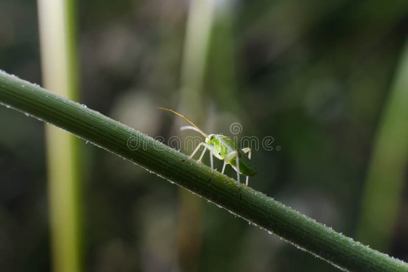 Small insect on the stick of a daisy stock photo Small insect on the stick of a daisy stock photo