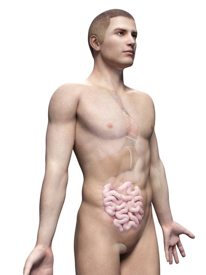 The small intestine stock illustration