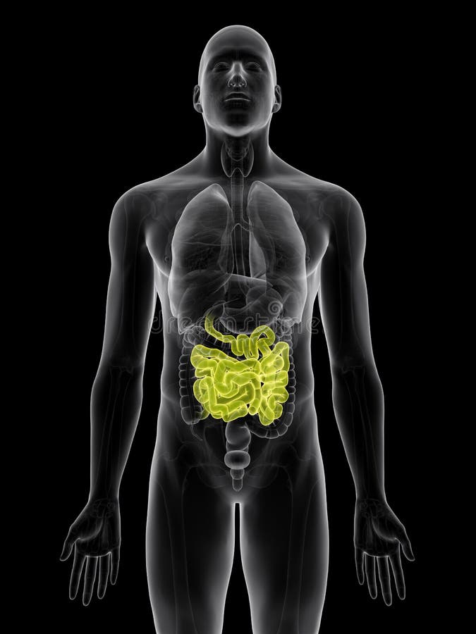 The small intestine vector illustration