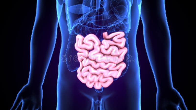 Pequeno intestino o pequeno intestino es un el organo en tracto dónde la mayoría de el fin absorción de a minerales comida tiene una duración el lugar.