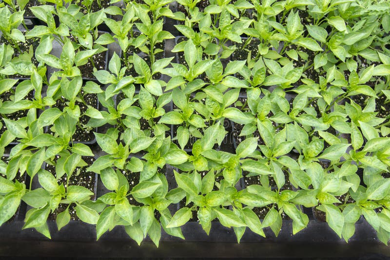 Small Italian Pepper Plants Stock Image Image of botanical, botanic