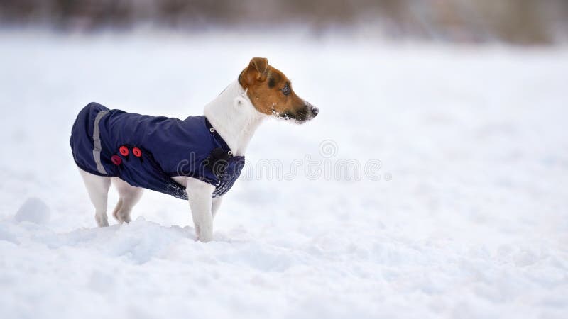 jack russell coat