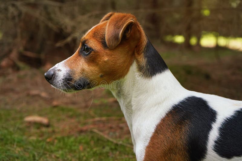 Small Jack Russell Terrier Standing on Forest Footpath, Closeup View