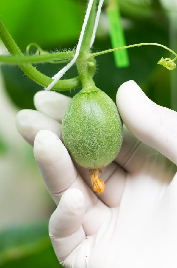 103 Honeydew Baby Stock Photos Free & RoyaltyFree Stock Photos from