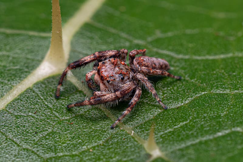 Small Jumping Spider stock photo. Image of insect, dendryphantini