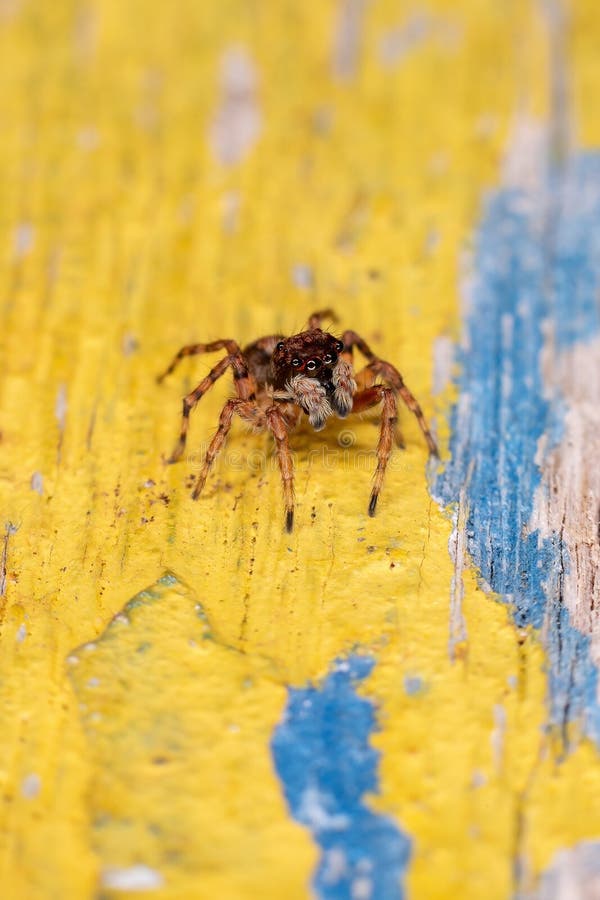 Small Jumping spider stock photo. Image of jumping, jumper - 205891296