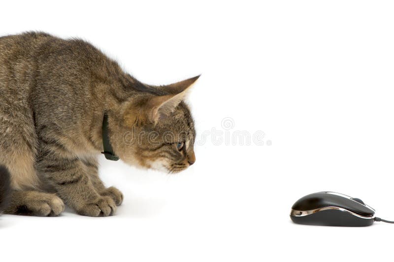 Small kitten royalty free stock images