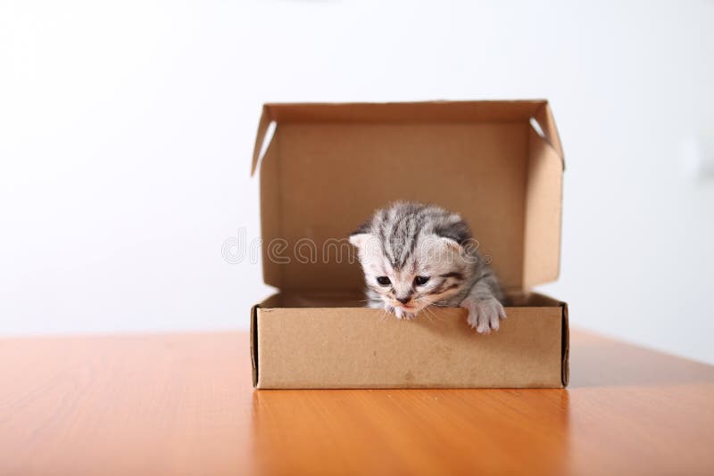 Small Kitten in a Cardboard Box Stock Image Image of pets, lurking 72259643