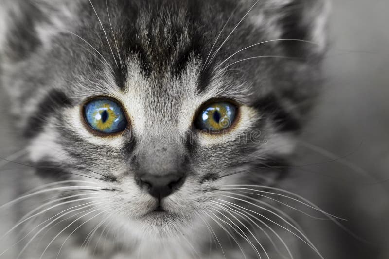 Small kitten - close-up