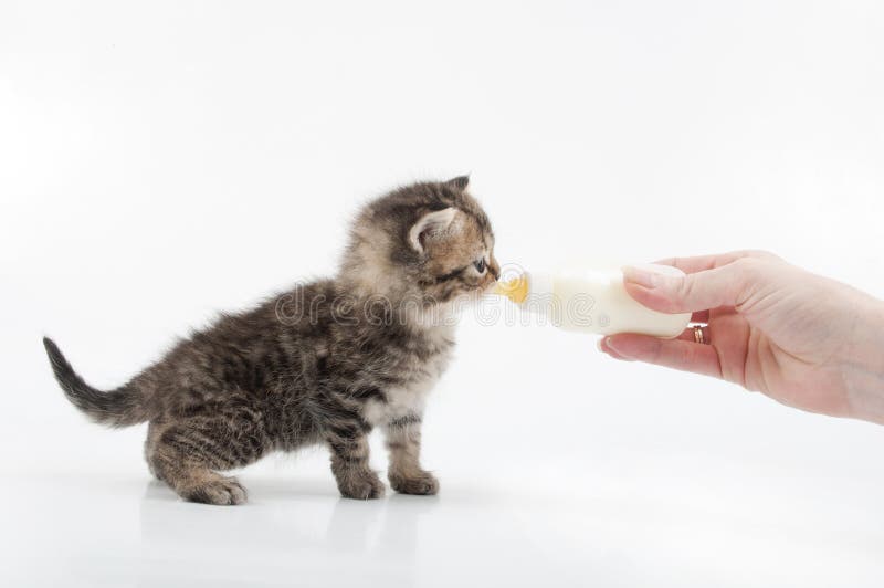 Small Kitten Eating Milk from the Bottle Stock Image Image of