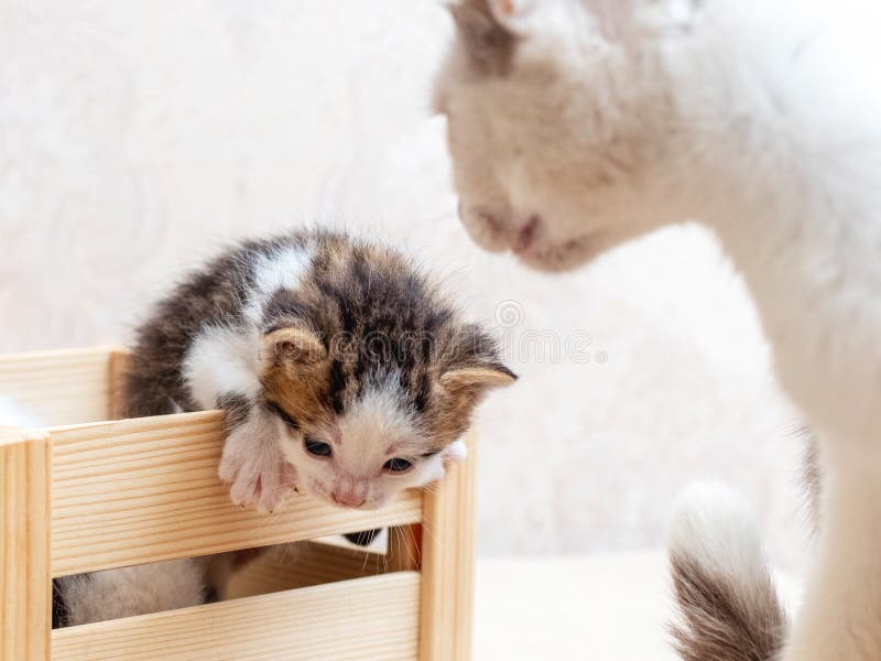 A small kitten near the mother cat is trying to get out of the wooden box.