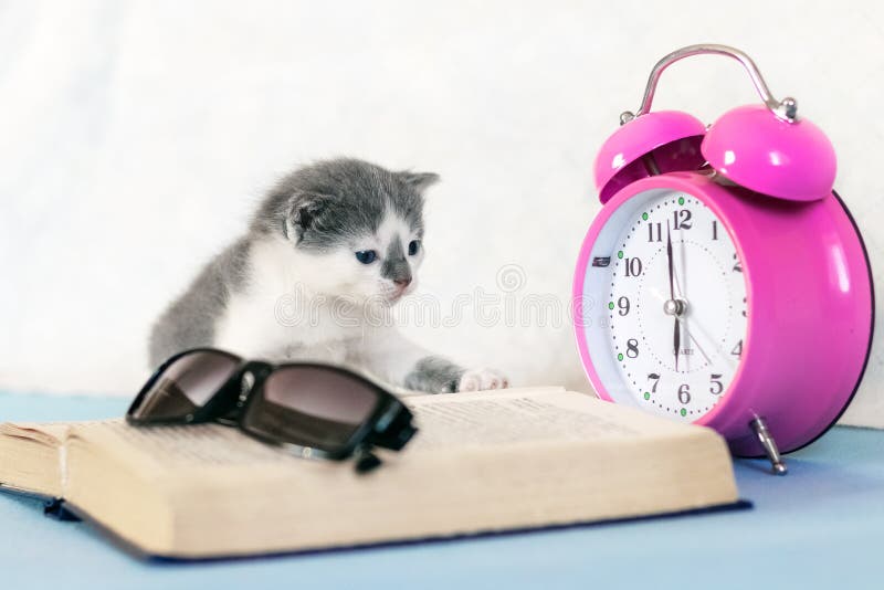 Small kitten near an open book, alarm clock and glasses. Visiting the library stock photography