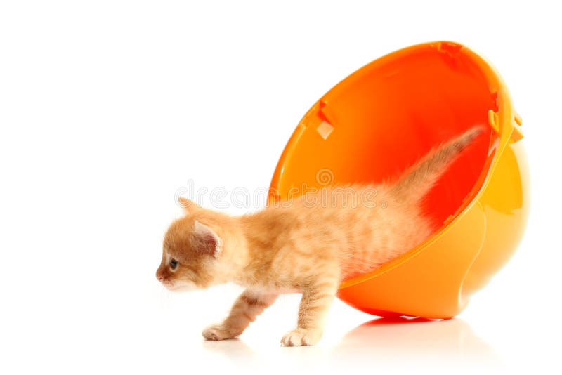 Small kitten and orange hardhat royalty free stock photos