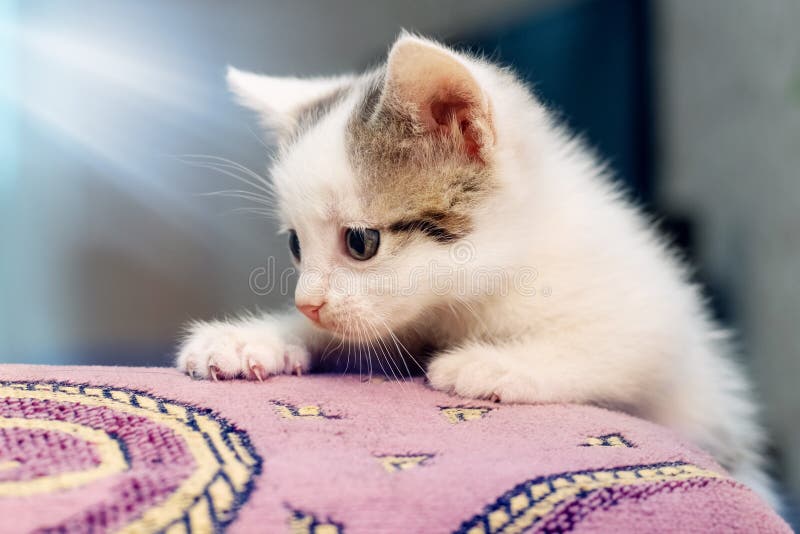 A small kitten in the room is trying to climb onto the sofa royalty free stock image
