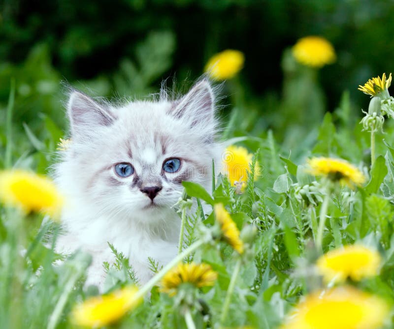 Small kitten sitting in the dandelions