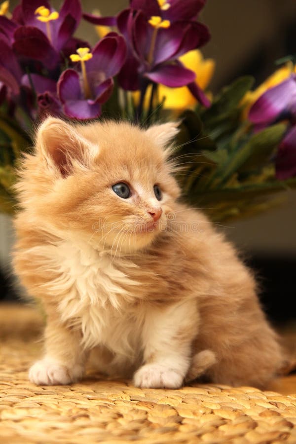 Small kitten with violet flowers