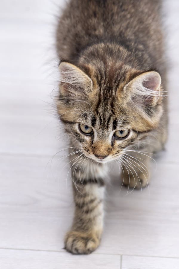 A small kitten walks awkwardly on the floor indoors.