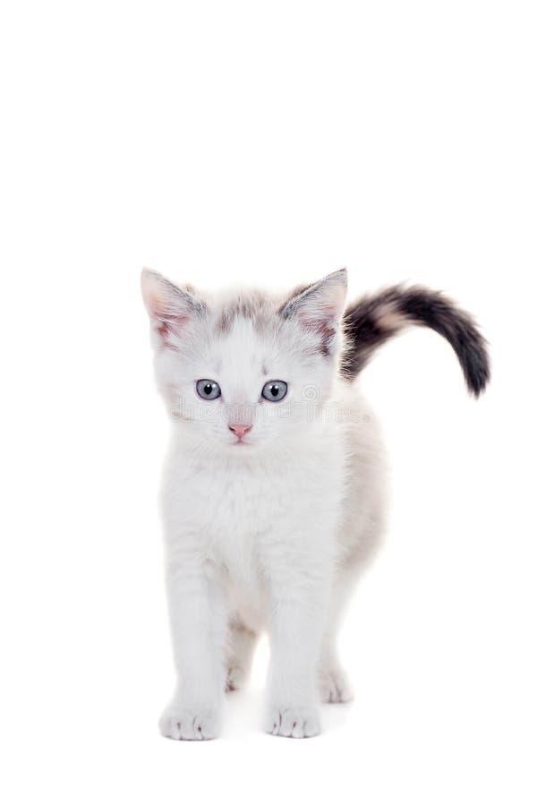 Small kitten on white royalty free stock images Small kitten on white royalty free stock images