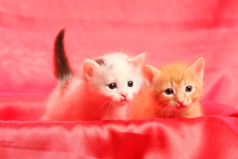 Small kittens on red royalty free stock images